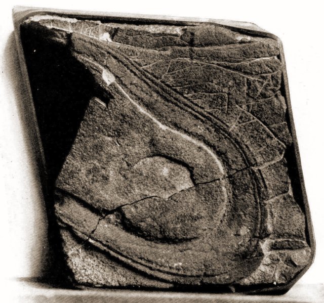 Partial shoe sole in Triassic rock from Nevada. The Triassic is dated at 213-248 million years ago.