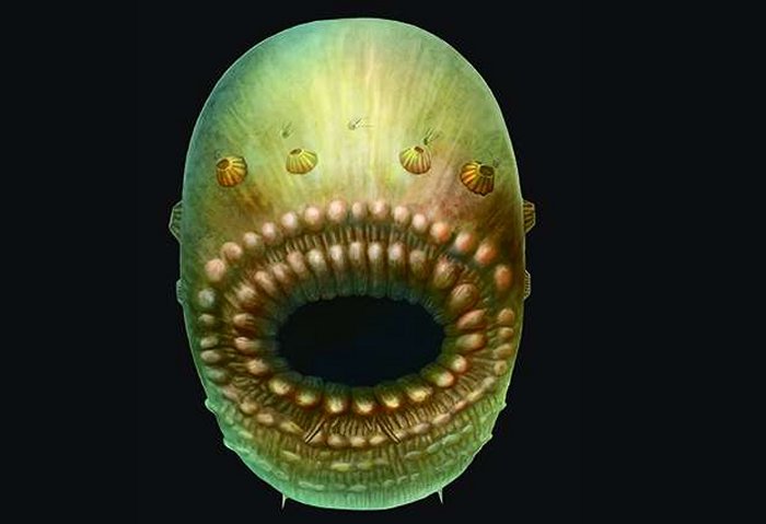 Very Unusual BagLike Saccorhytus Coronarius Is Humans