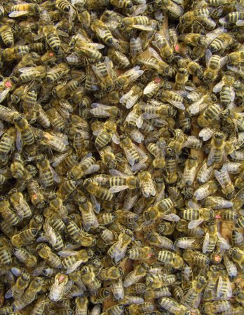 Bees