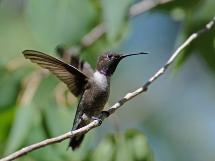 Black-chinned hummingbirds