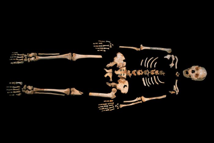 Oldest DNA bone