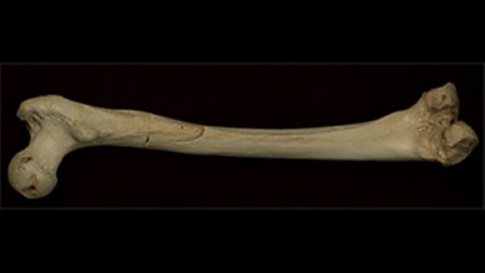 Femur from Sima de los Huesos.