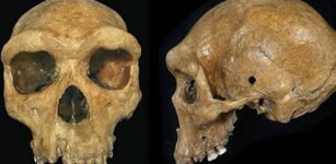 Prehistoric skull with bullet