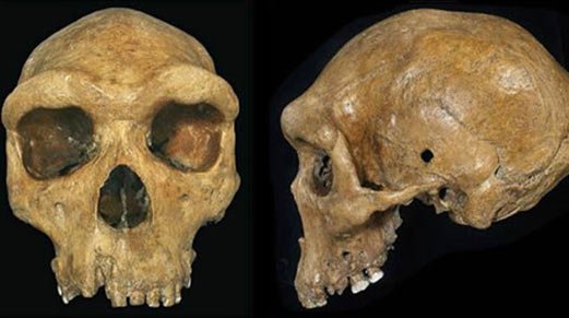Prehistoric skull with bullet