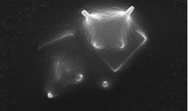 Living alien organism discovered in space