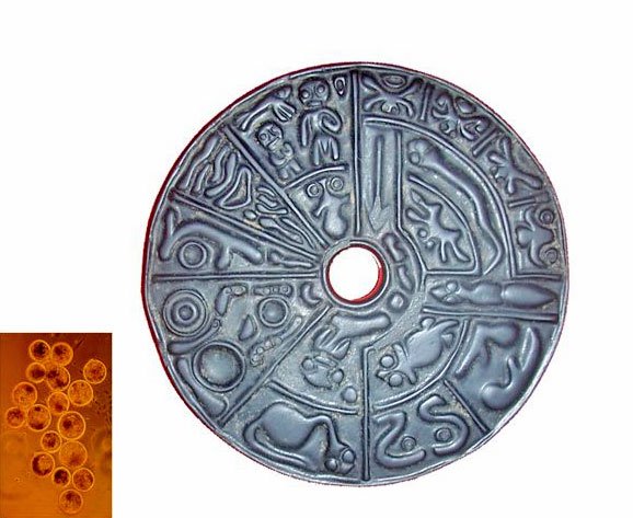 Genetic disc