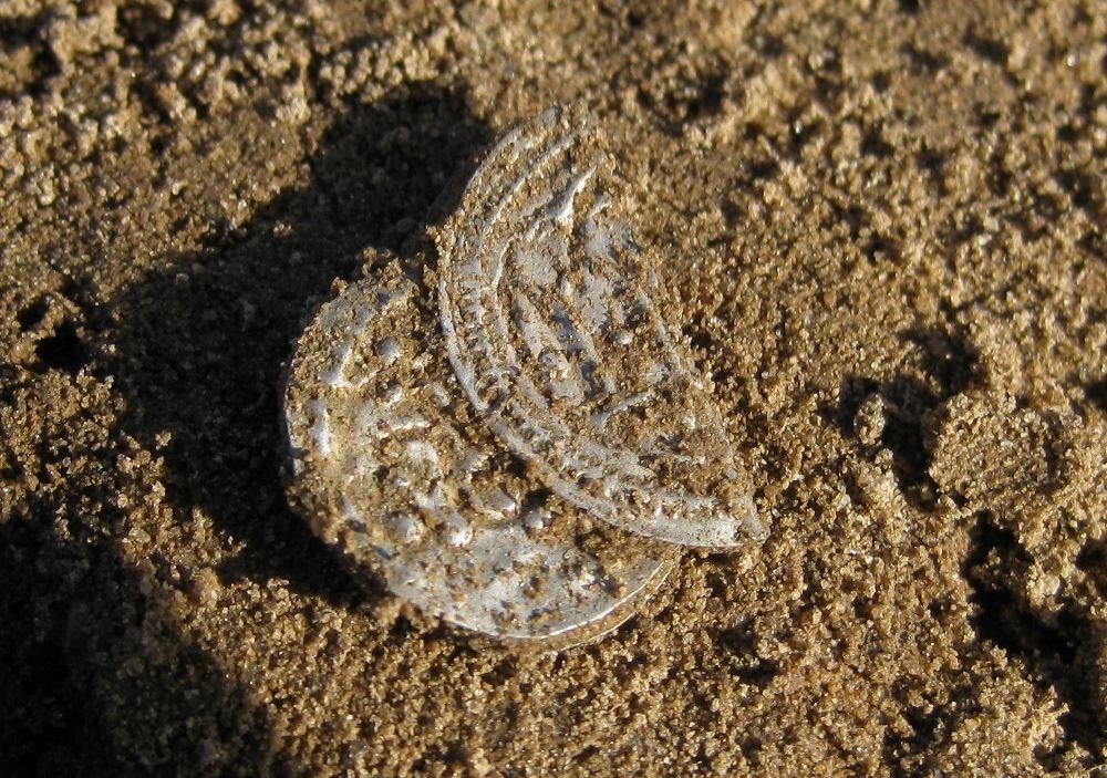 It’s very rare to have found so many Harald Bluetooth coins (photo: Museum Vestsjælland)
