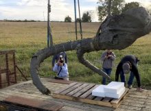 Remain of woolly mammoth found in Michigan