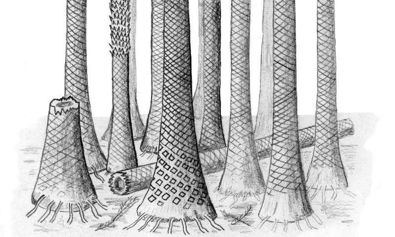 Reconstructed drawing of fossil forest in Svalbard. Credit: Image courtesy of Cardiff University