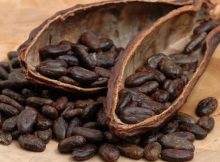 Theobroma cacao is one of the oldest species in the genus Theobroma, having evolved around 10 million years ago. At the time, the Andes were not yet fully elevated, which explains why cacao trees today occur on both sides of the Andes.