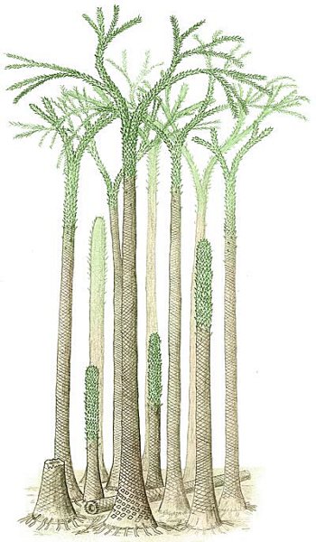 Svalbard forest