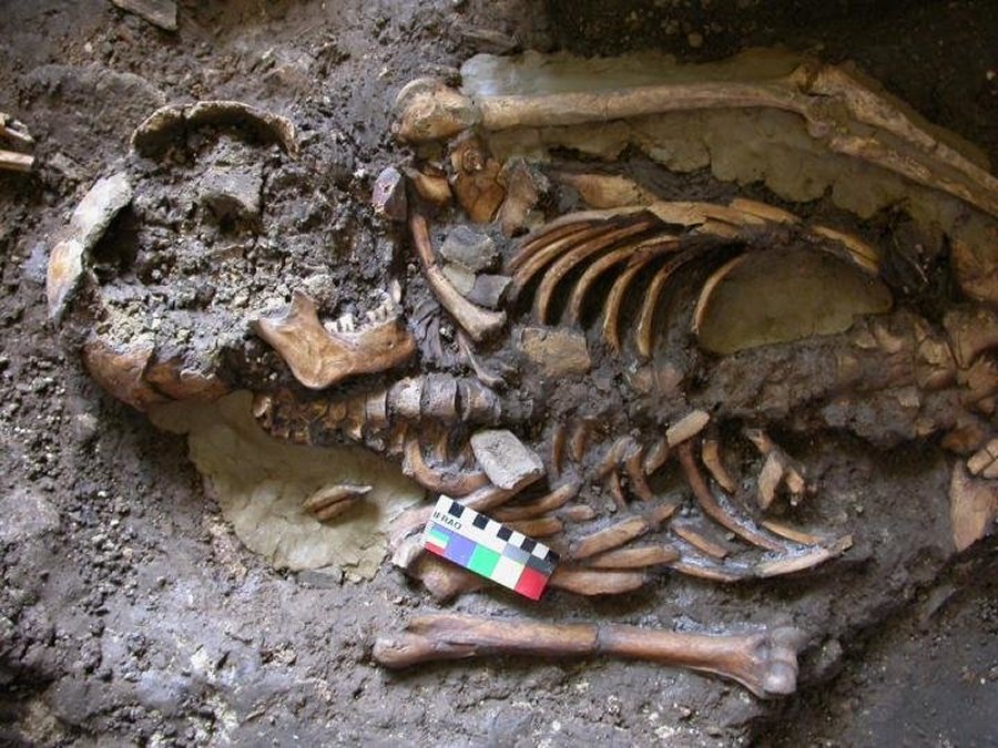DNA was extracted from the molar teeth of this skeleton, dating from almost 10,000 years ago and found in the Kotias Klde rockshelter in Western Georgia. Credit: Eppie Jones