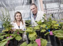 QUT researchers Dr Julia Bally and Professor Peter Waterhouse have discovered a plant with huge genome properties that can have the potential to be the 'laboratory rat' of the molecular plant world. This could open the door for such things as space-based food production Credit: Erika Fish