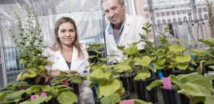 QUT researchers Dr Julia Bally and Professor Peter Waterhouse have discovered a plant with huge genome properties that can have the potential to be the 'laboratory rat' of the molecular plant world. This could open the door for such things as space-based food production Credit: Erika Fish