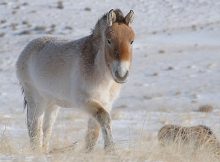 The world's only wild horse needs protection if it is not to dissappear. Photo: Claudia Feh, Association pour le cheval de Przewalski: TAKH, Le Villaret, F 48125 Meyrueis Tak ©