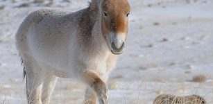 The world's only wild horse needs protection if it is not to dissappear. Photo: Claudia Feh, Association pour le cheval de Przewalski: TAKH, Le Villaret, F 48125 Meyrueis Tak ©