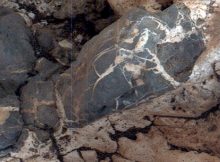 Light material emplaced within darker vein material is seen in this view of a mineral vein at the "Garden City" site on lower Mount Sharp, Mars. The Mars Hand Lens Imager (MAHLI) on the arm of NASA's Curiosity Mars Rover took the image on April 4, 2015. The area shown is roughly 0.4 inch wide. Credits: NASA/JPL-Caltech/MSSS