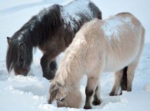 Yakutian horses, thus, developed their striking adaptations to the extreme cold climate present in the region in less than 800 years.