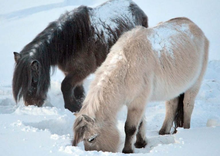 A Tale Of Yakutian Horses: One Of The Fastest Cases Of Adaptation To ...