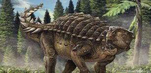armoured dinosaur