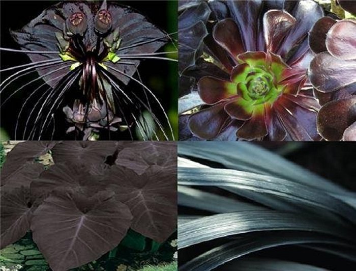 Black plants