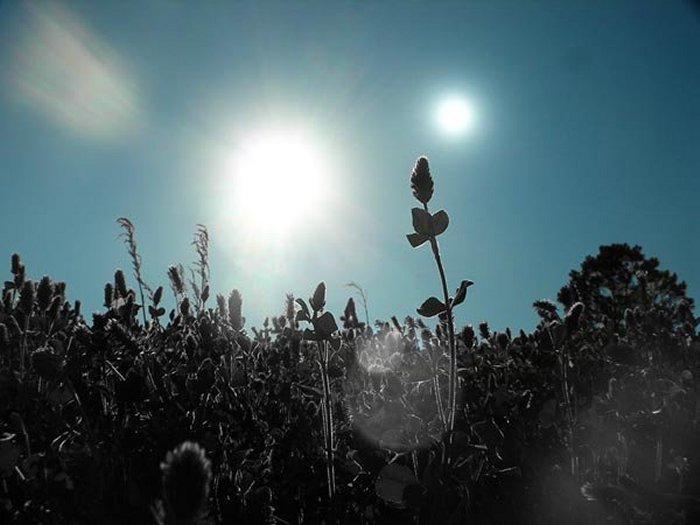 Black plants