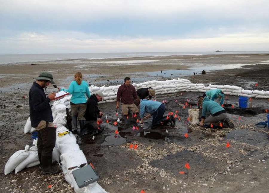 Archaeologists work on an ancient burial ground on an island near Cedar Key. Courtesy of Ken Sassaman