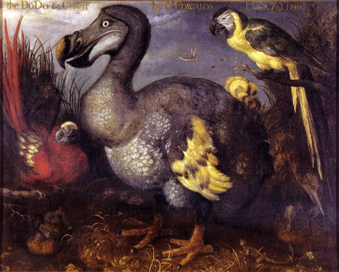 The monstrous dodo.