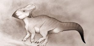 Dog-sized hotmed dinosaur