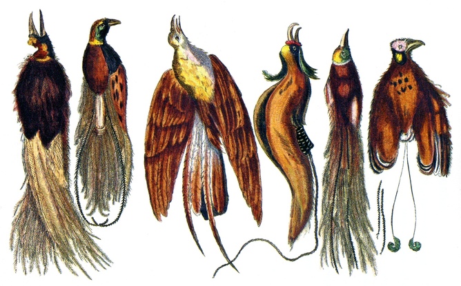Legless birds