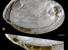 A. Shell tool, made by Homo erectus. B. Detail of the sharp edge used for cutting or etching. (Photo: Francesco d'Errico, Bordeaux University)