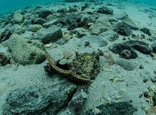 800-year-old shipwreck