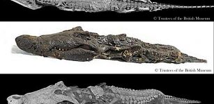 Scanning Sobek: mummy of the crocodile god is on display in Room 3 at the British Museum from December 10 2015 – February 21 2016.