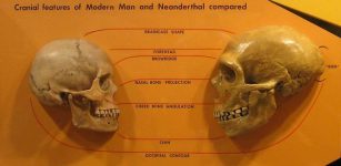 Cranial feature