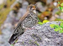 The Himalayan Forest Thrush is only the fourth new bird species to be described in India since Independence. Photo: Craig Brelsford