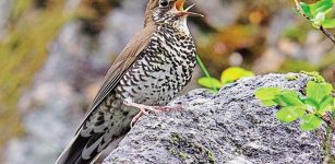 The Himalayan Forest Thrush is only the fourth new bird species to be described in India since Independence. Photo: Craig Brelsford