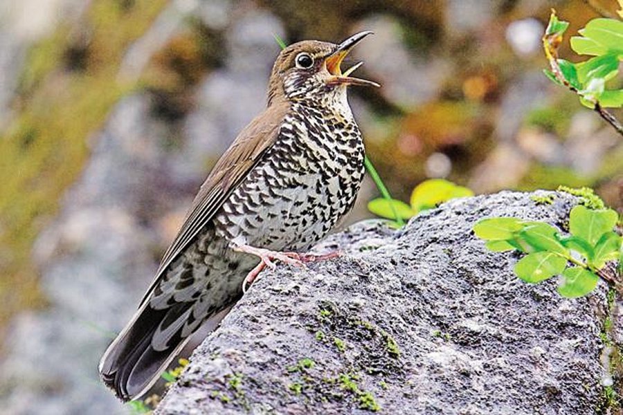 The Himalayan Forest Thrush is only the fourth new bird species to be described in India since Independence. Photo: Craig Brelsford