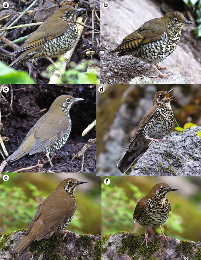 Himalayan Forest Thrush Z. salimalii, sp. nov., Darjeeling District, West Bengal, India (Subrato Sanyal) (a); Baihualing, Yunnan, China, early February (Craig Brelsford; same individual as in Fig. 4, but other side of head; the tail has apparently been accidentally lost and is growing) (b); Darjeeling District, West Bengal, India (Subrato Sanyal; different individual from a) (c); Dulongjiang, Yunnan, mid June (Craig Brelsford; same individual) (d–f)