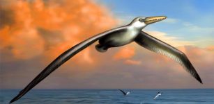 pelagornis sandersi