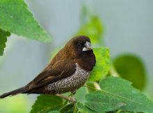 Bengalese finch (stock image). Research on Bengalese finches showed that each of their vocal muscles can change its function to help produce different parameters of sounds, in a manner similar to that of a trained opera singer. Credit: © Colette / Fotolia