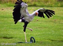 Secretary Birds can kick with 195 Newtons, which is equivalent to five times their own body weight, when they attack and kill their prey. Credits: Jason Shallecross