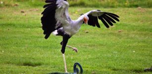 Secretary Birds can kick with 195 Newtons, which is equivalent to five times their own body weight, when they attack and kill their prey. Credits: Jason Shallecross