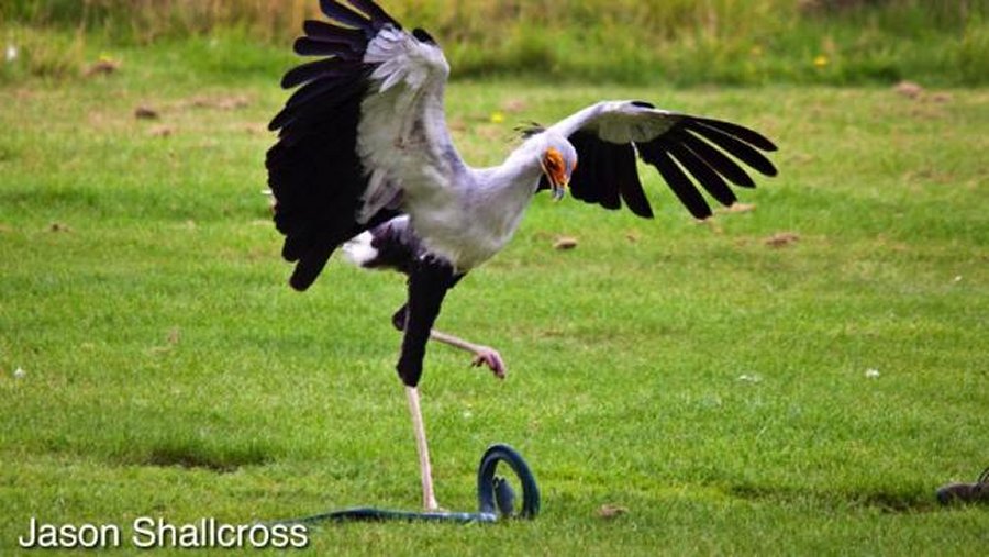 Secretary Birds can kick with 195 Newtons, which is equivalent to five times their own body weight, when they attack and kill their prey. Credits: Jason Shallecross