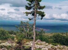 world's oldest tree