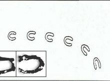 There have been many speculations concerning the phenomenon among scientists and lay men alike. Animals such a kangaroo, rats, swans, roaming racoons, and many more were blamed.