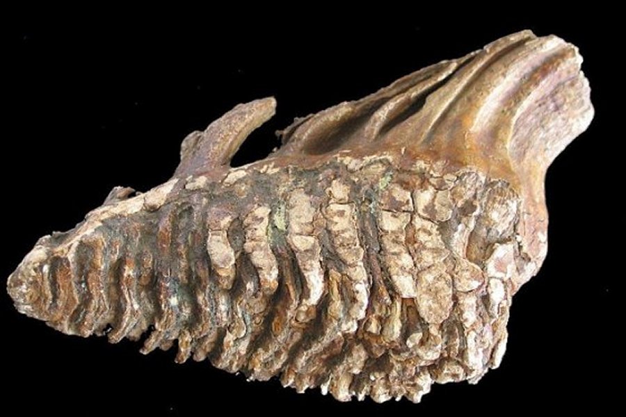 Fossilized bones from a mammoth also show how this landscape was once one of hills and valleys, rather than sea