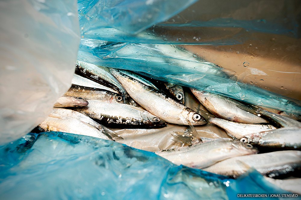 "These findings indicate a different time line, with Nordic foragers settling much earlier and starting to take advantage of the lakes and sea to harvest and process fish."