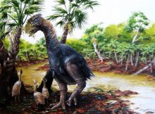 new study involving CU-Boulder and the Chinese Academy of Sciences has confirmed that a flightless bird weighing several hundred pounds roamed Ellesmere Island in the high Arctic about 50 million years ago. (Illustration by Marlin Peterson)