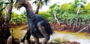 new study involving CU-Boulder and the Chinese Academy of Sciences has confirmed that a flightless bird weighing several hundred pounds roamed Ellesmere Island in the high Arctic about 50 million years ago. (Illustration by Marlin Peterson)