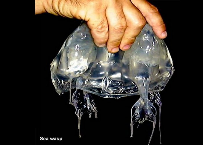 Don’t forget that a sea wasp can sting your head and neck if you don’t protect these areas as well.